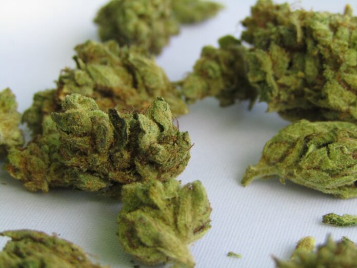 Michigan Marijuana Growers License