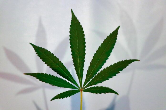 Michigan Cannabis