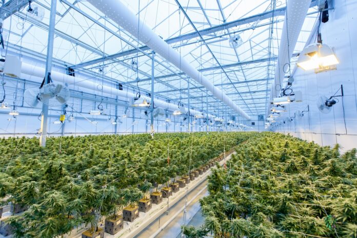 Cannabis Growing Business Plan