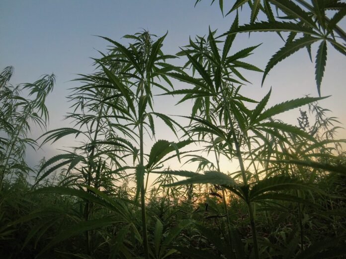 outdoor marijuana growing